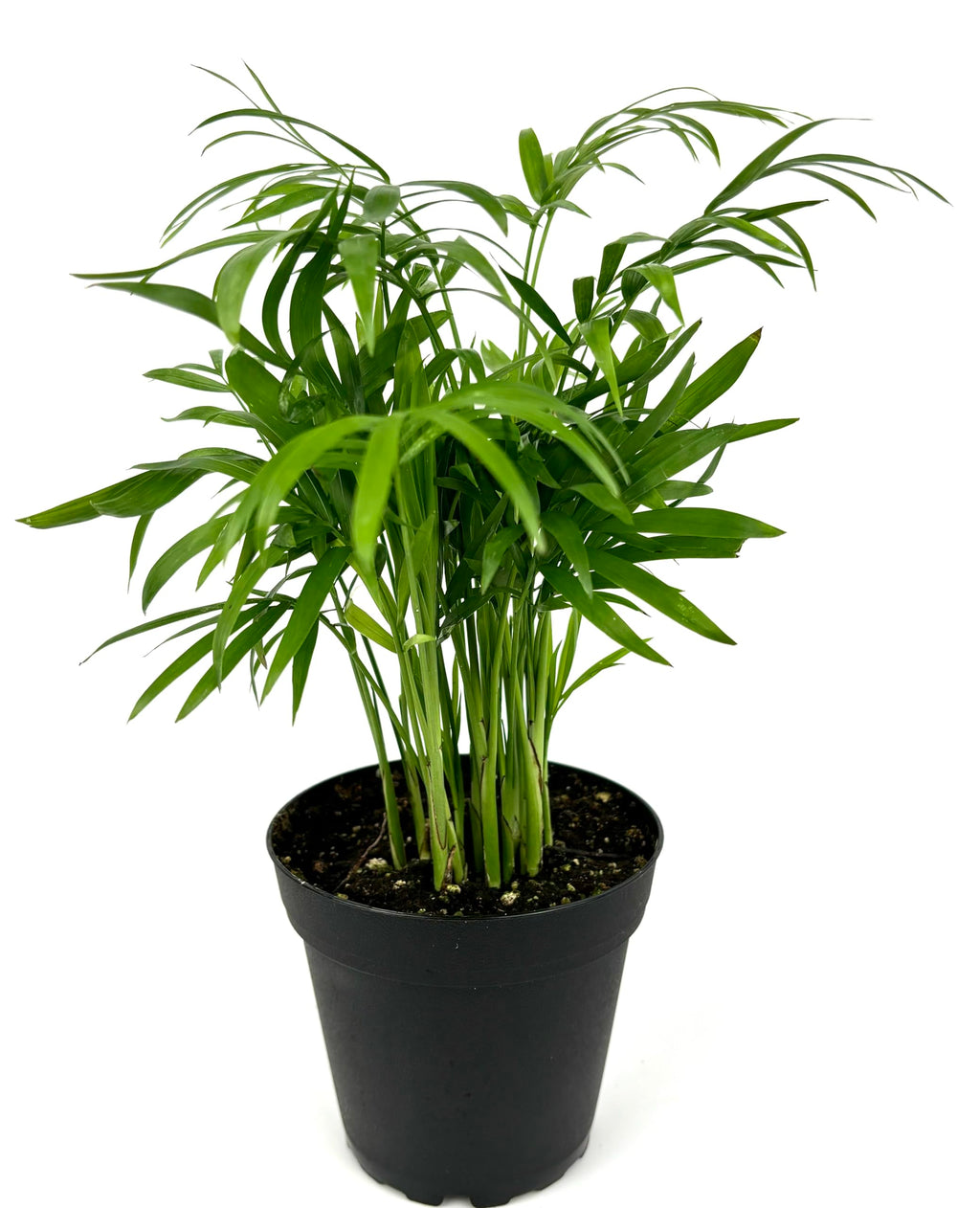 Potted plant with green leaves on a white background