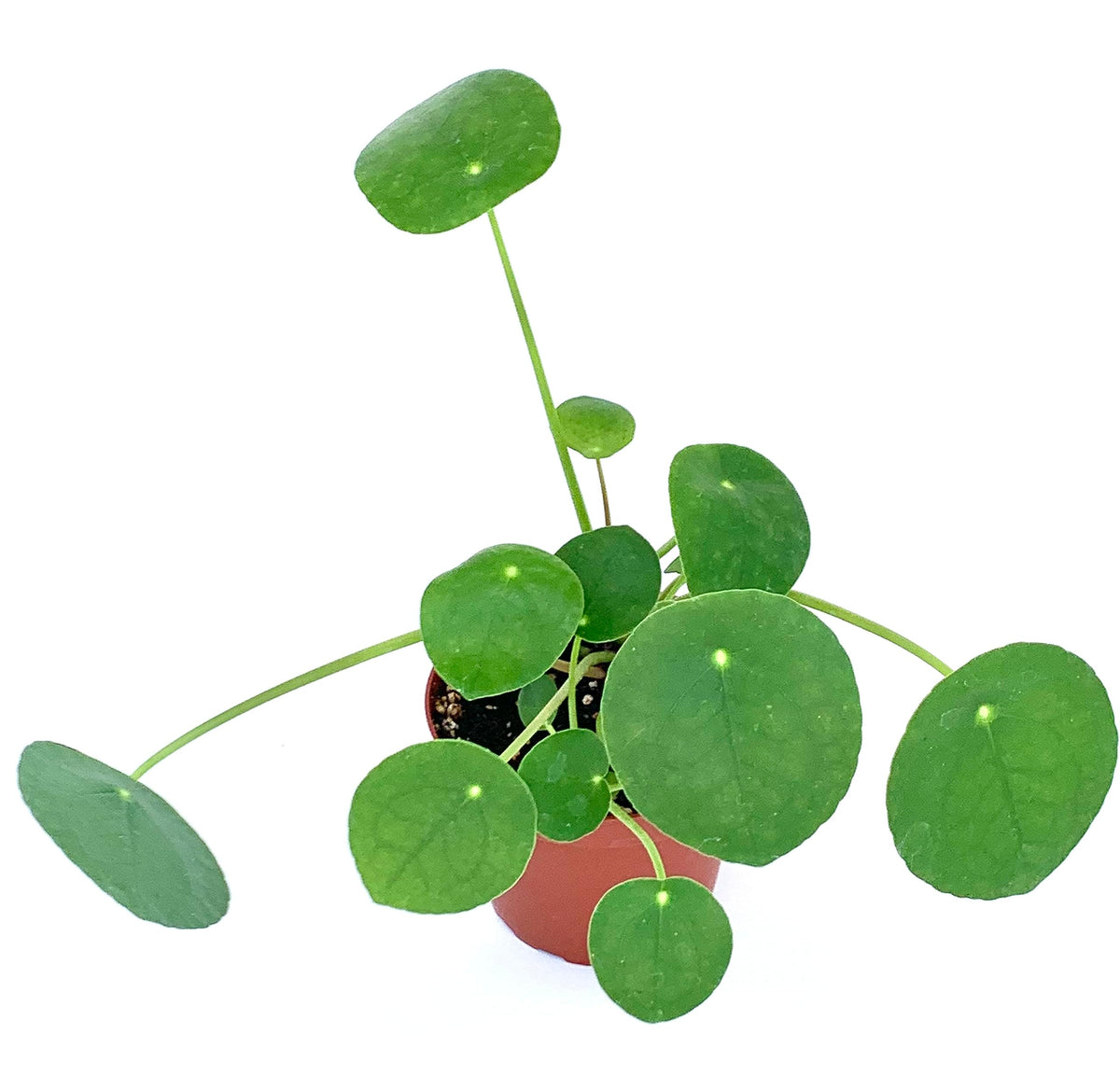 Front view of a Chinese Money Plant with coin-shaped leaves and spreading stems in a nursery pot

