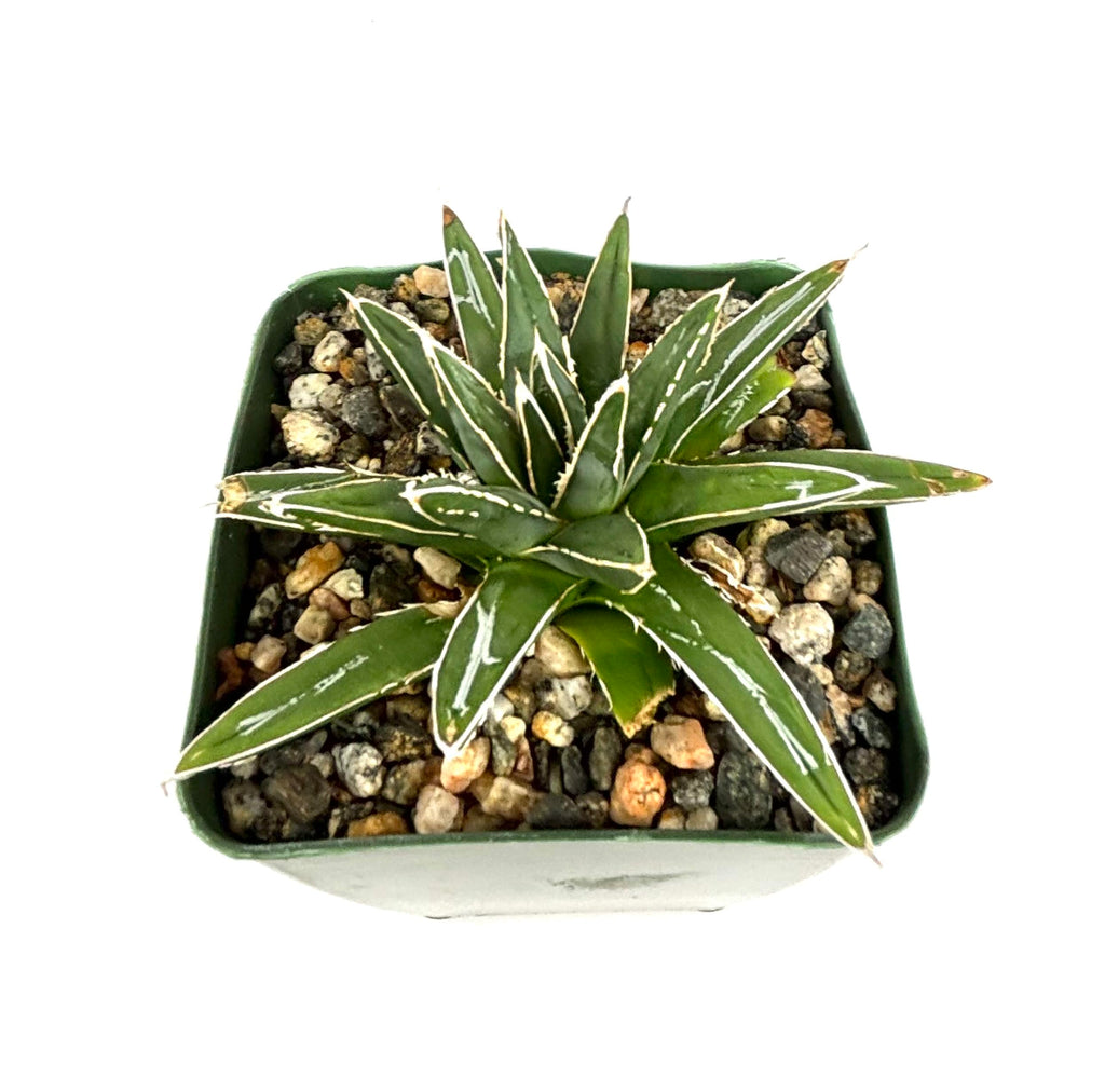 Potted Porcupine Agave succulent plant with white stripes in a decorative pot on a white background
