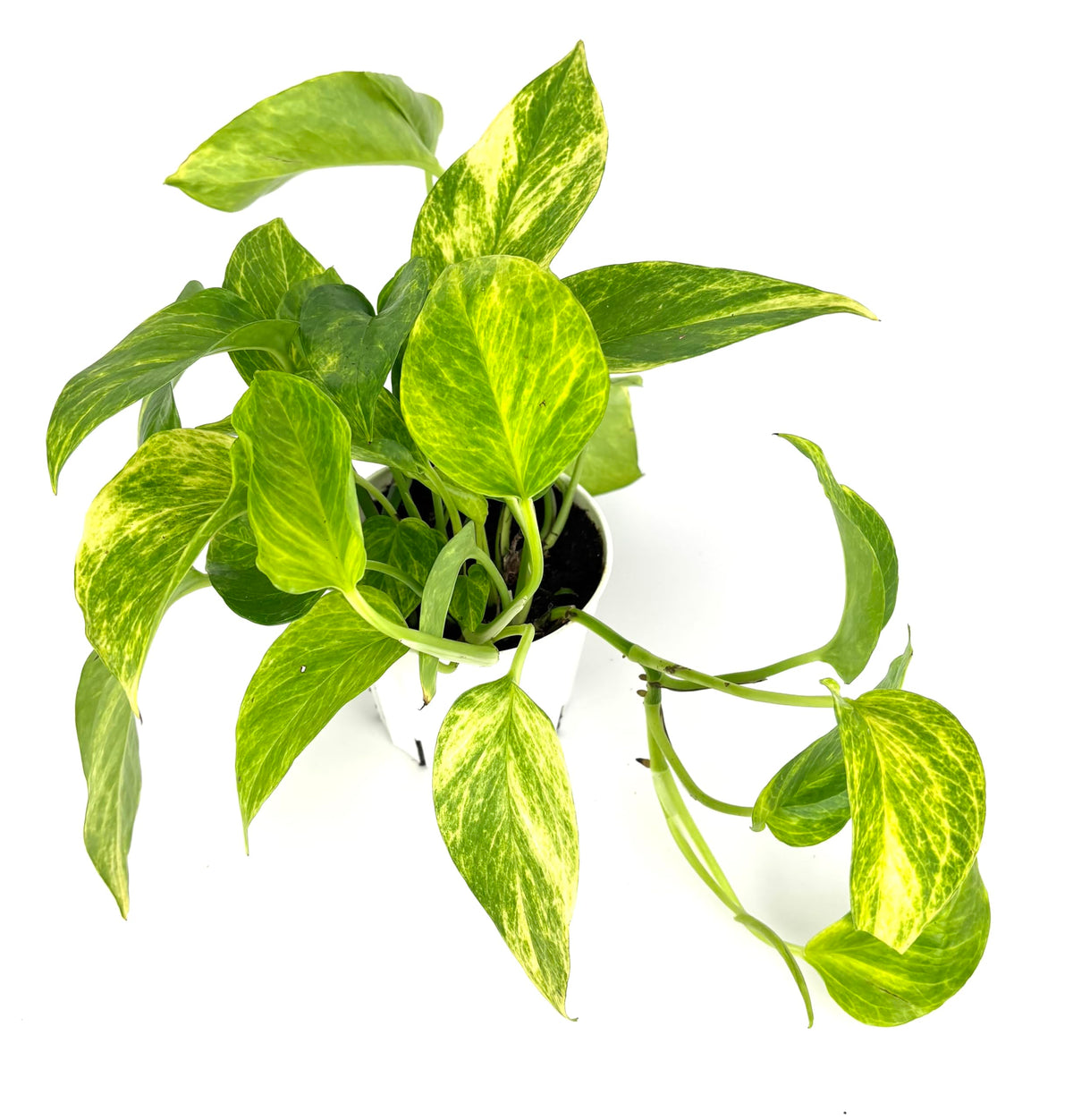 Neon Queen Pothos, Epipremnum Aureum, Air Purifying House Plant, 4 Inch Pot, Green Variegated Foliage
