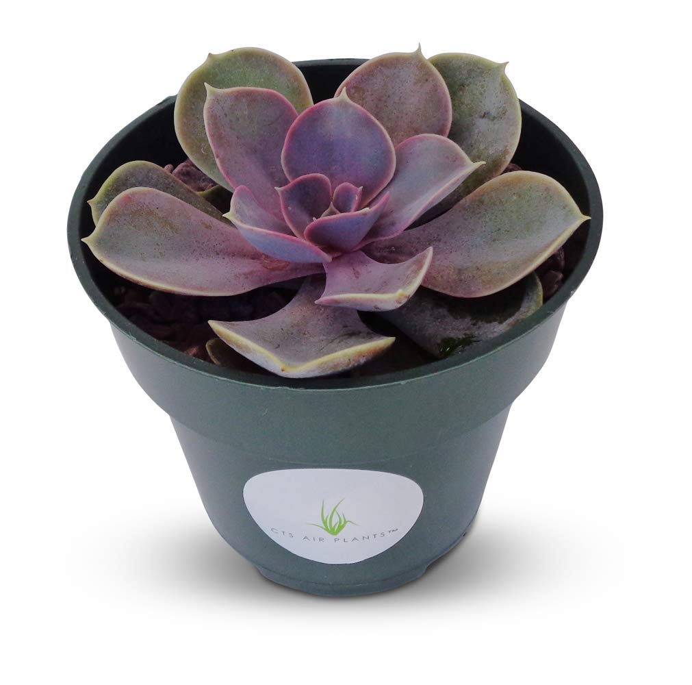Purple Echeveria Perle von Nürnberg succulent plant in a gray pot on a white background