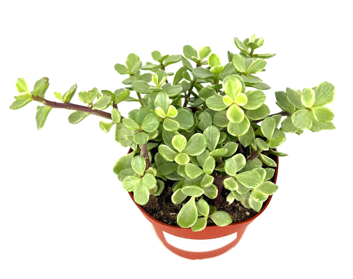 Rainbow Elephant Bush Portulacaria Afra Variegata, Green Yellow Pink, 4 Inch Pot, Live Succulent Plant