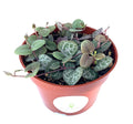 String of Hearts Succulents Ceropegia Woodii