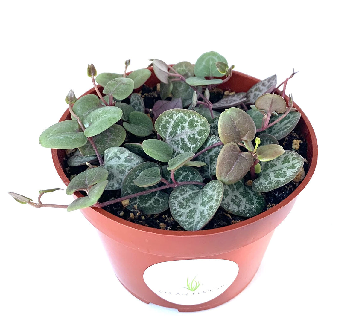 String of Hearts Succulents Ceropegia Woodii