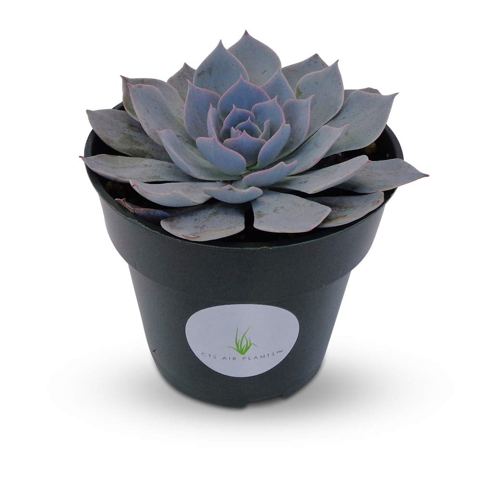 Blue Echeveria Peacockii Succulents 4" Pot