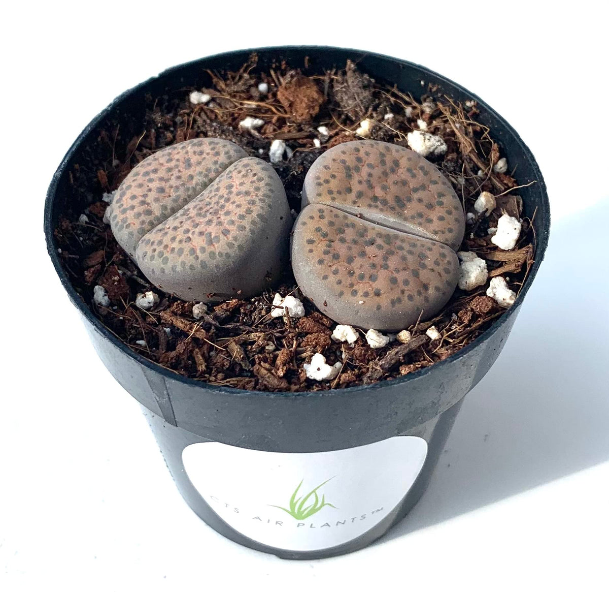 Lithops Succulents Live Potted in 2.5" Pot
