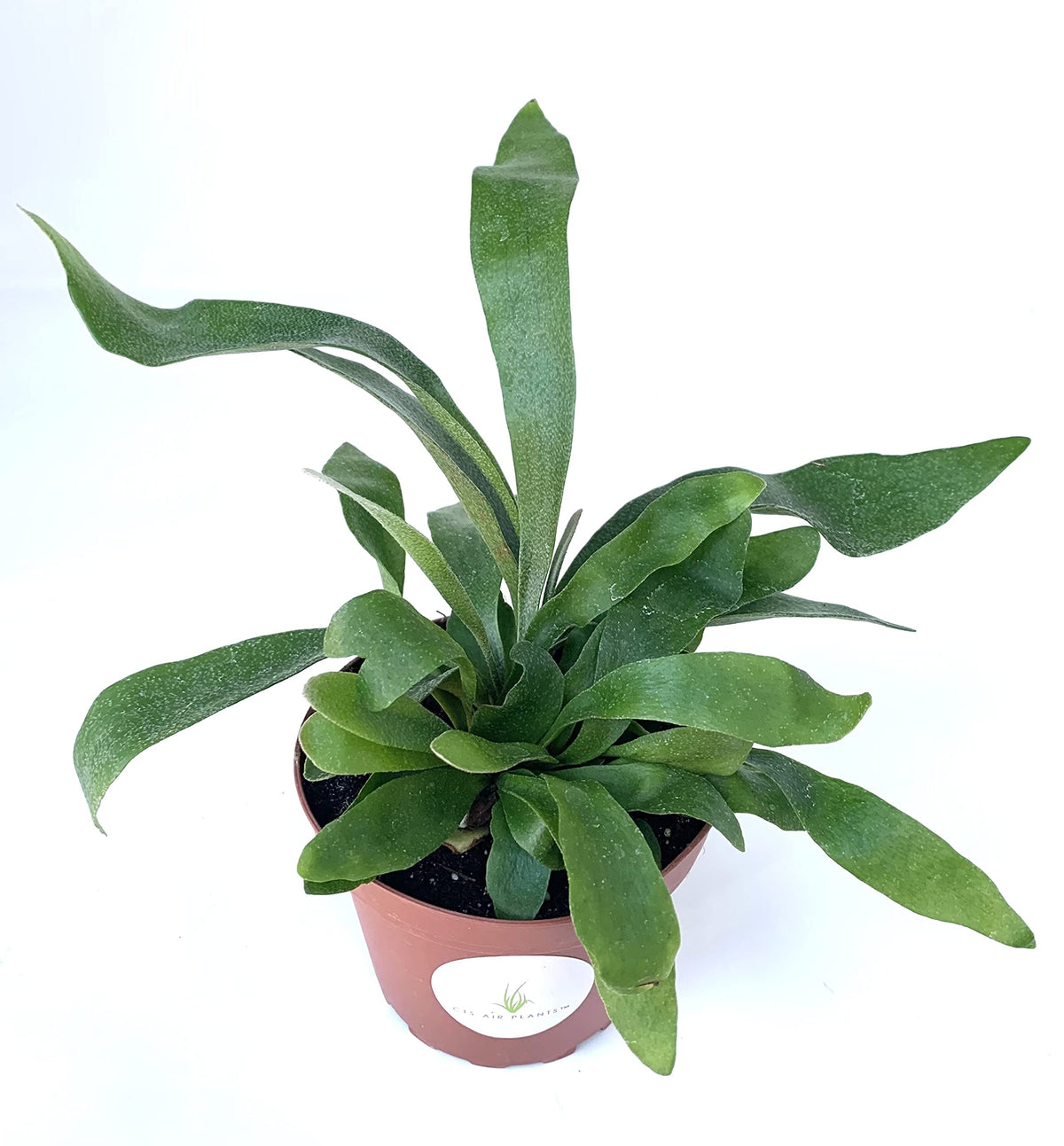 Staghorn Fern Platycerium 'Netherlands' Rooted in 4" Pot