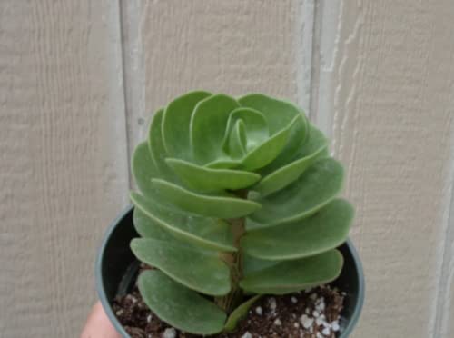 Green Portulaca molokiniensis succulent plant in a pot against a beige wall