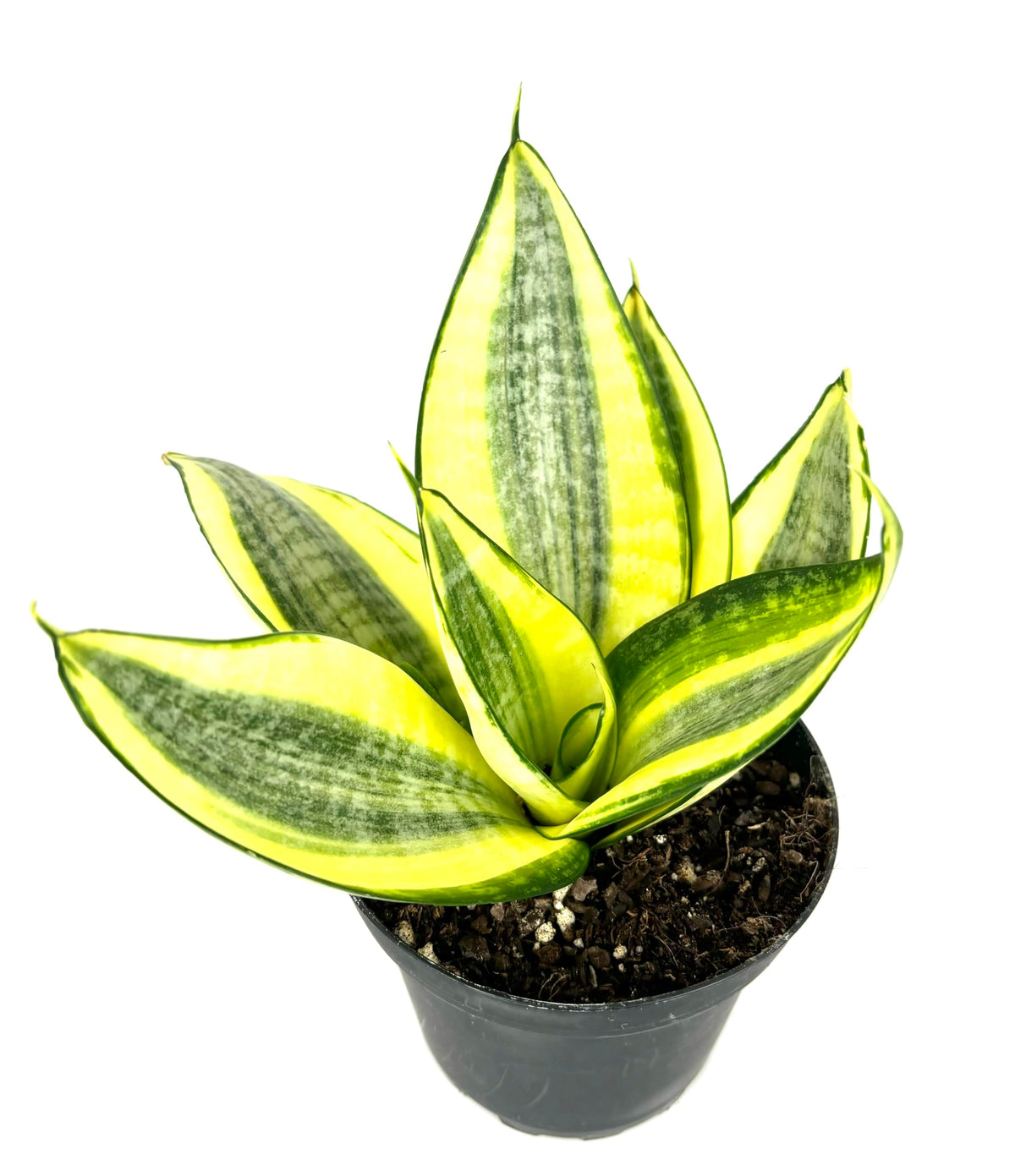 Potted snake plant with green and yellow leaves on a white background