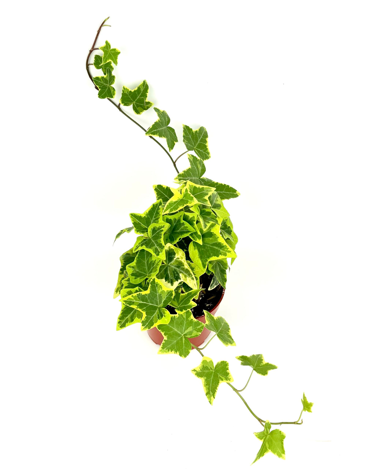 Potted ivy plant with green leaves on a white background