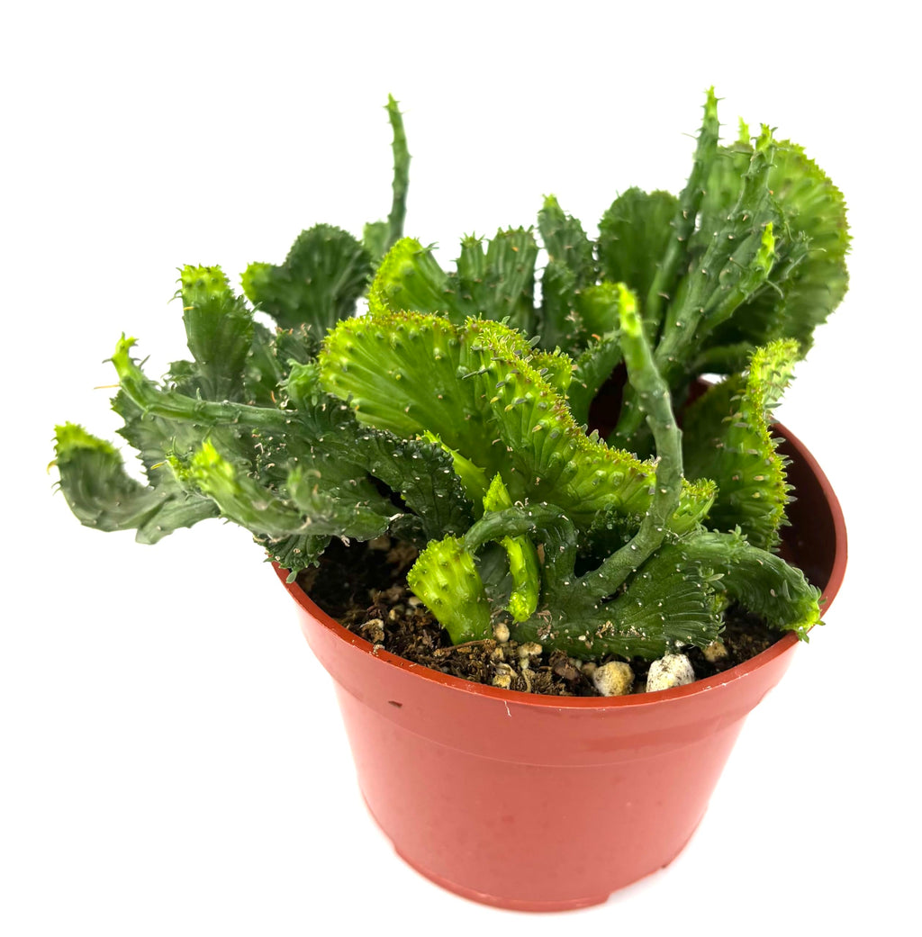 Euphorbia Green Coral Succulents Euphorbia Flanaganii Cristata, 4" Pot