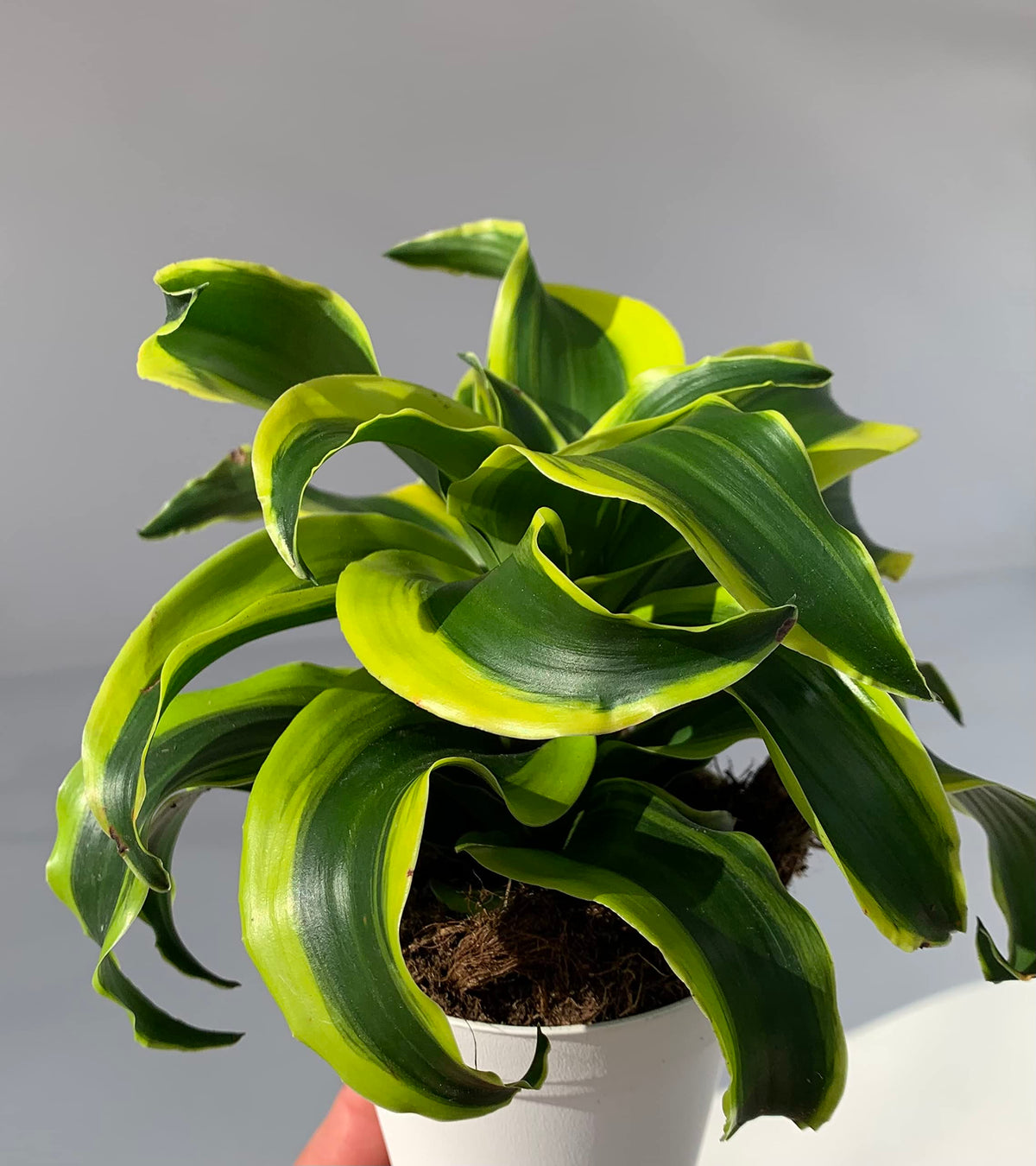 Potted plant with wavy green leaves on a neutral background