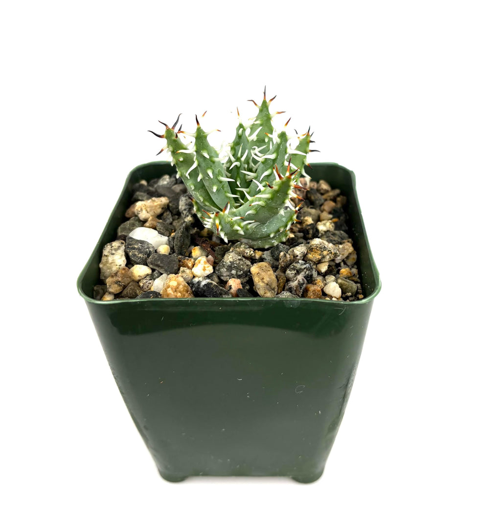 CTS AIR PLANTS Aloe Erinaceae Rare Spiny Aloe, 4" Pot, Blue Green White, Live Succulent Plant