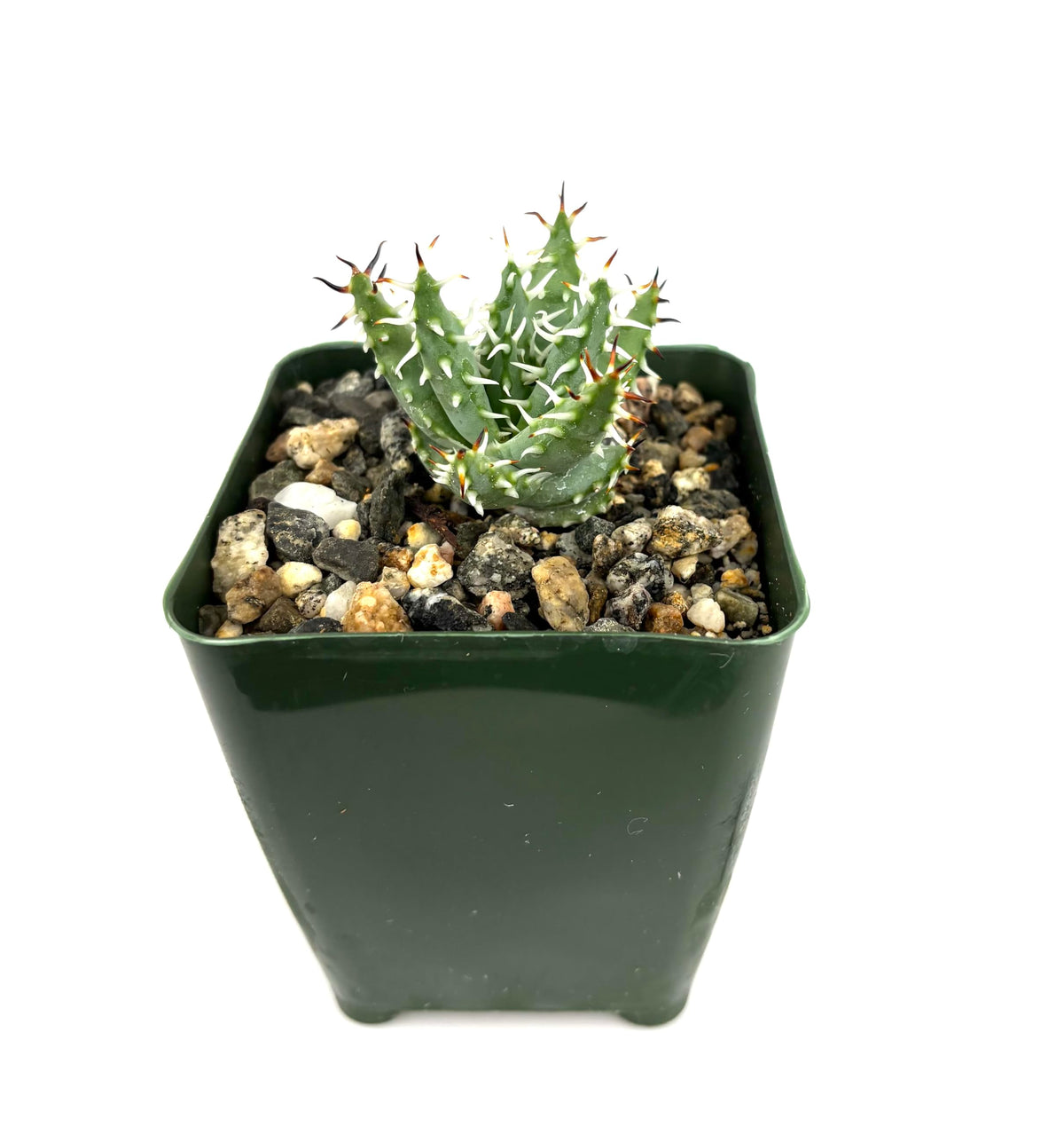 CTS AIR PLANTS Aloe Erinaceae Rare Spiny Aloe, 4" Pot, Blue Green White, Live Succulent Plant