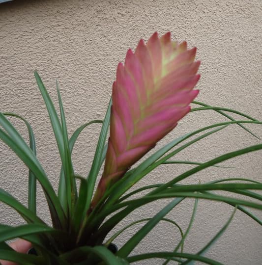 Tillandsia Cyanea Pink Quill Air Plants House Plants in 4" Pot
