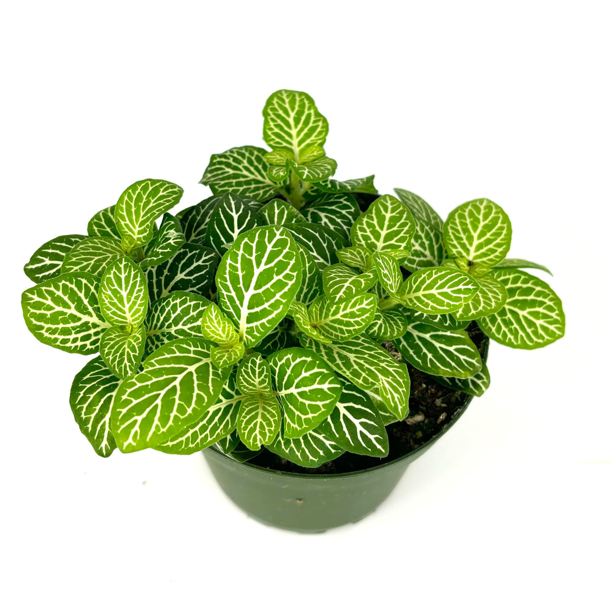 Potted fittonia jolly lemon plant with green and white leaves on a white background