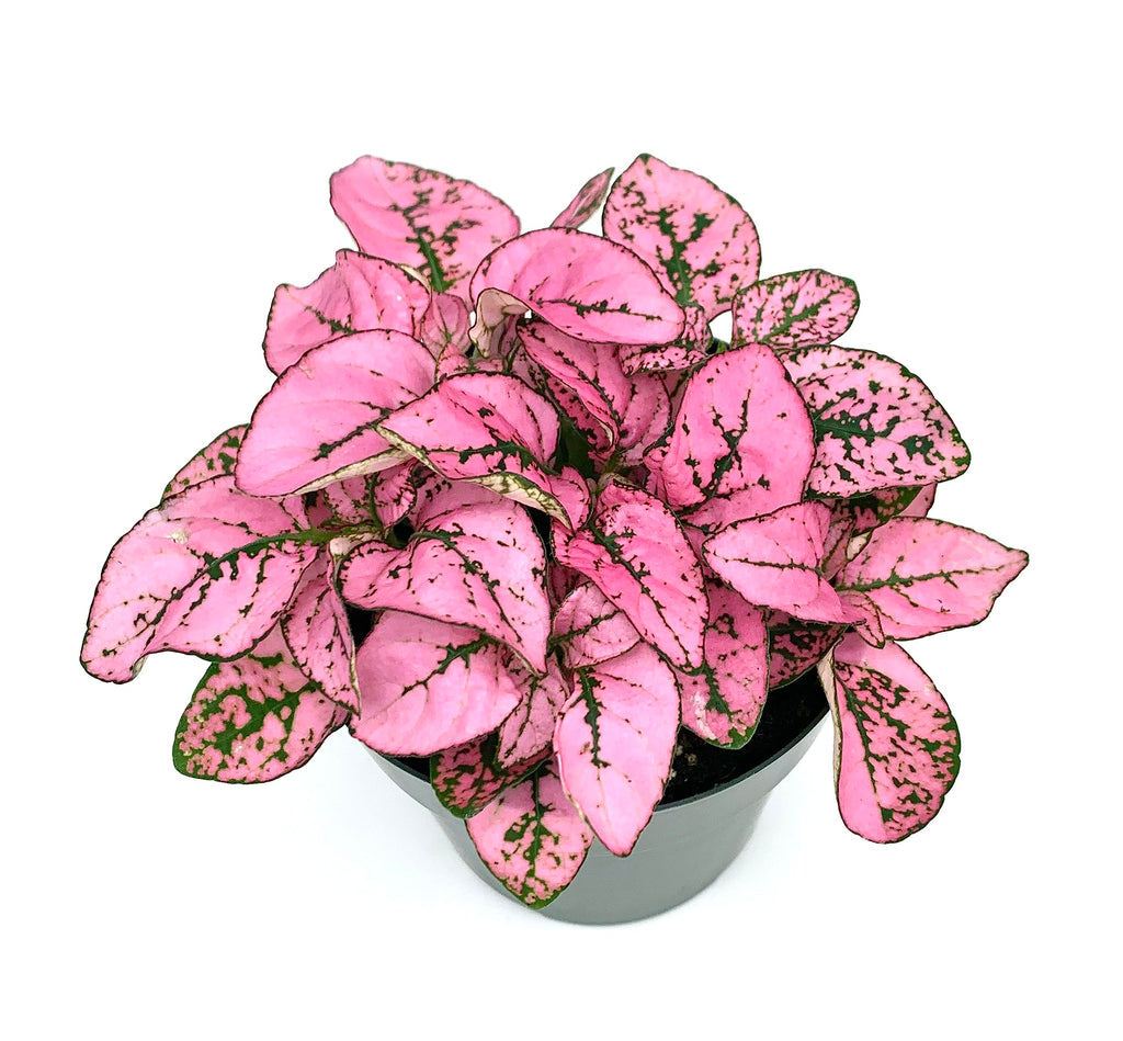 Pink polka dot plant in a pot on a white background