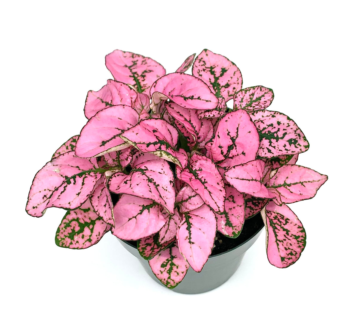 Pink polka dot plant in a pot on a white background