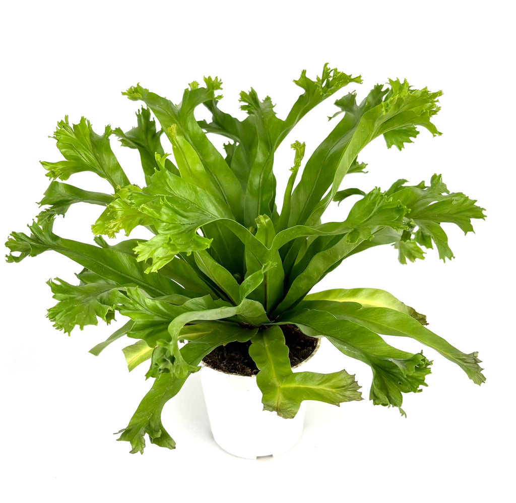 Green leafy bird nest fern plant on a white background