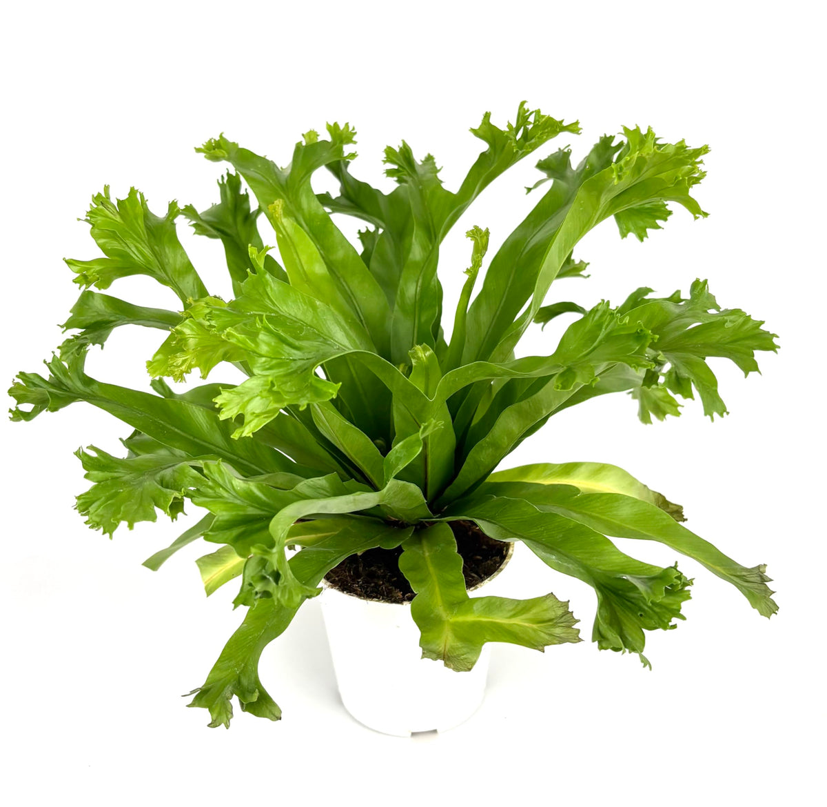 Green leafy bird nest fern plant on a white background