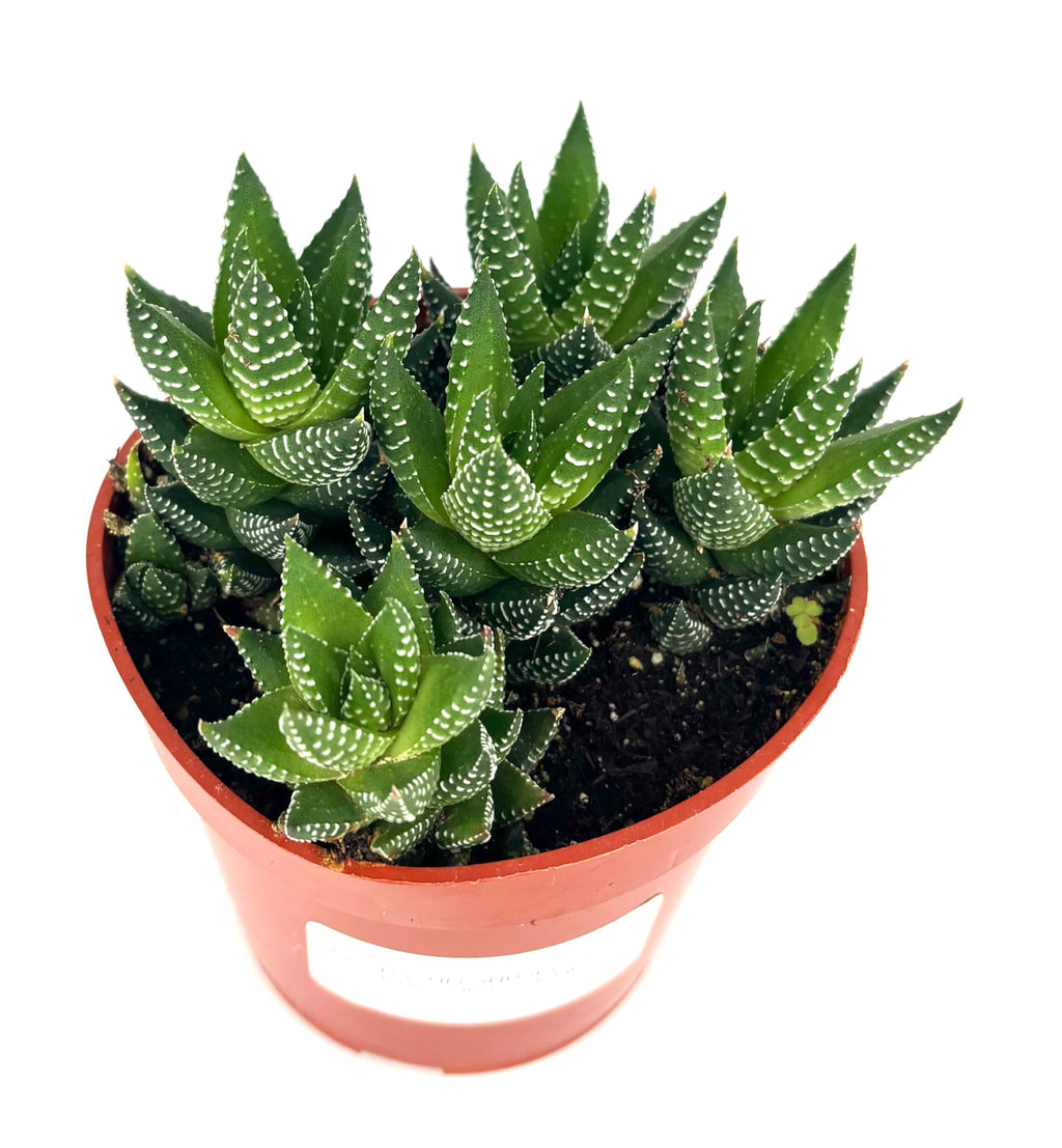 Haworthia Coarctata Succulent, 4" Pot, Green and White Rosettes, Low Maintenance Live Plant