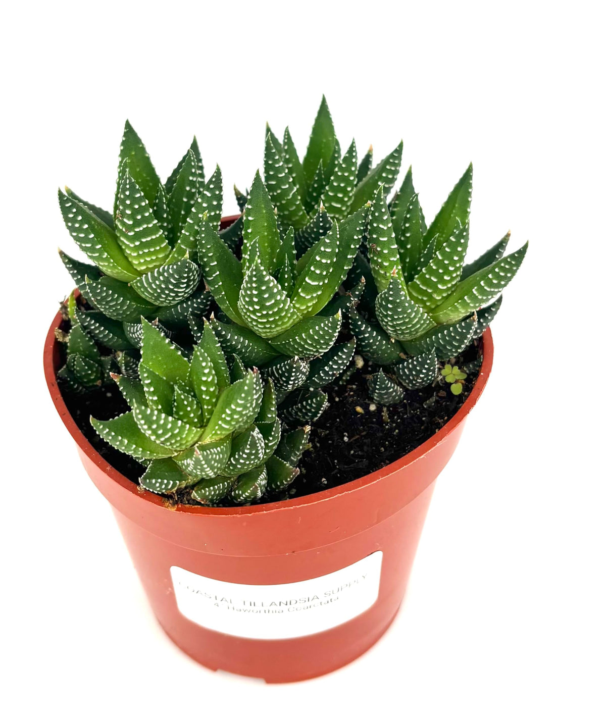 Haworthia Coarctata Succulent, 4" Pot, Green and White Rosettes, Low Maintenance Live Plant