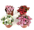 Four potted Hypoestes Splash plants with variegated leaves on a white background