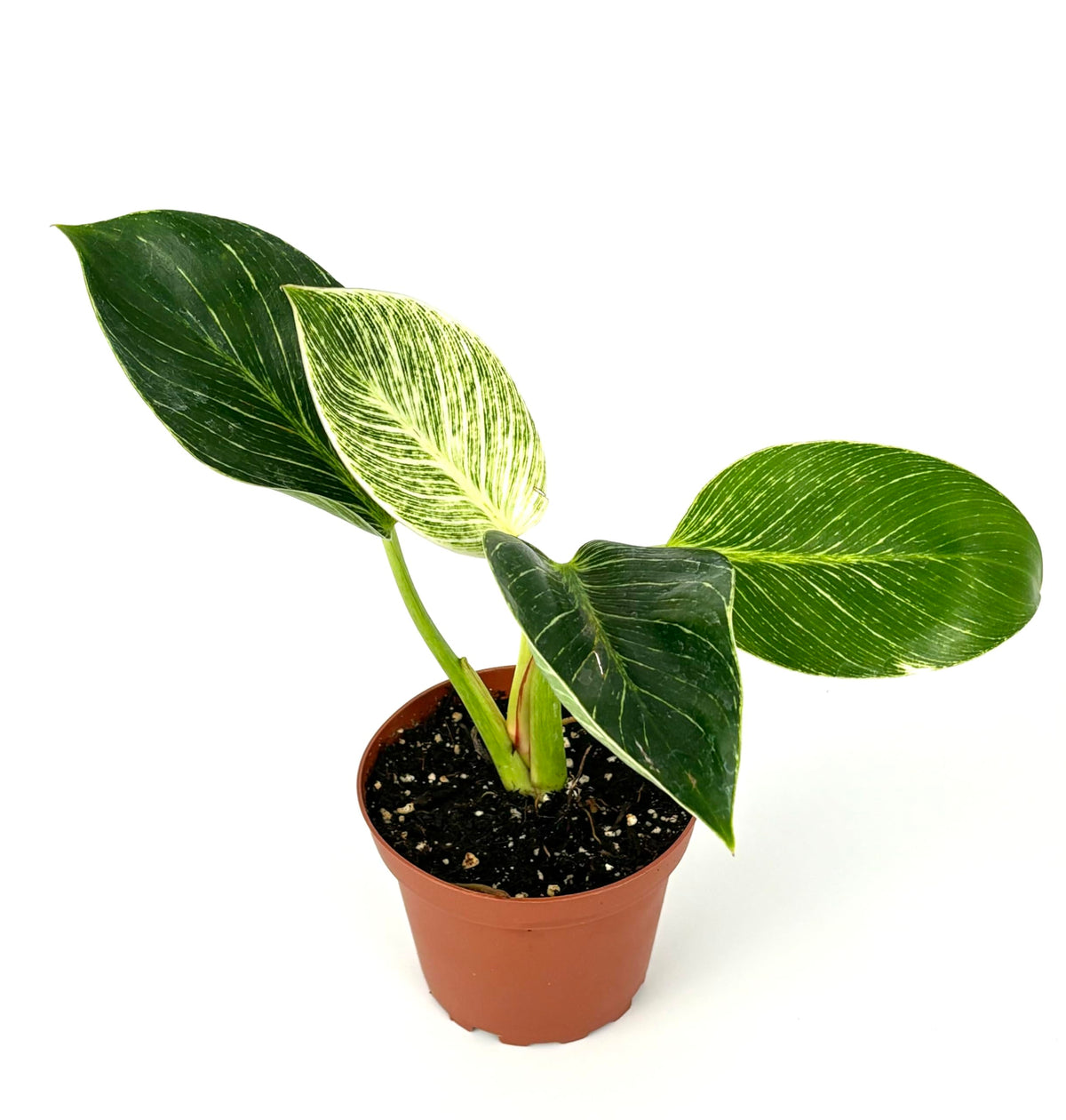 Potted philodendron birkin plant with green leaves on a white background
