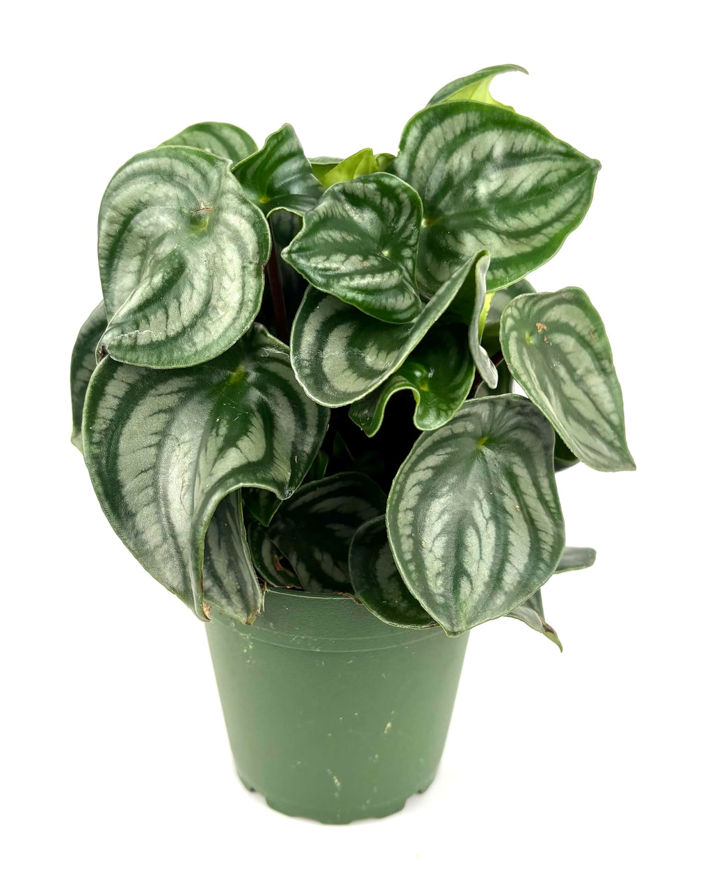 Potted peperomia watermelon plant with green leaves on a white background