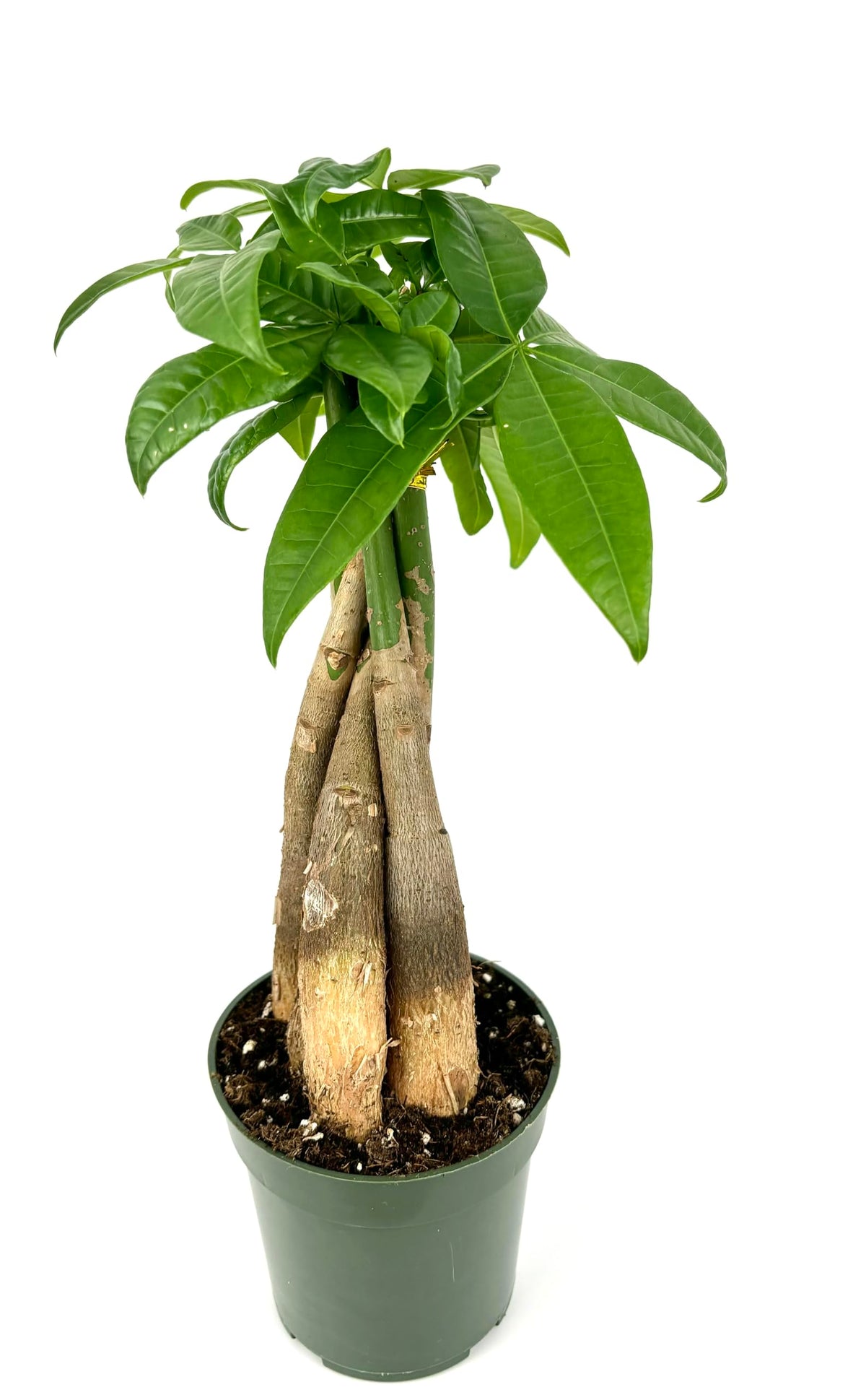 Potted money tree plant with thick green leaves on a white background