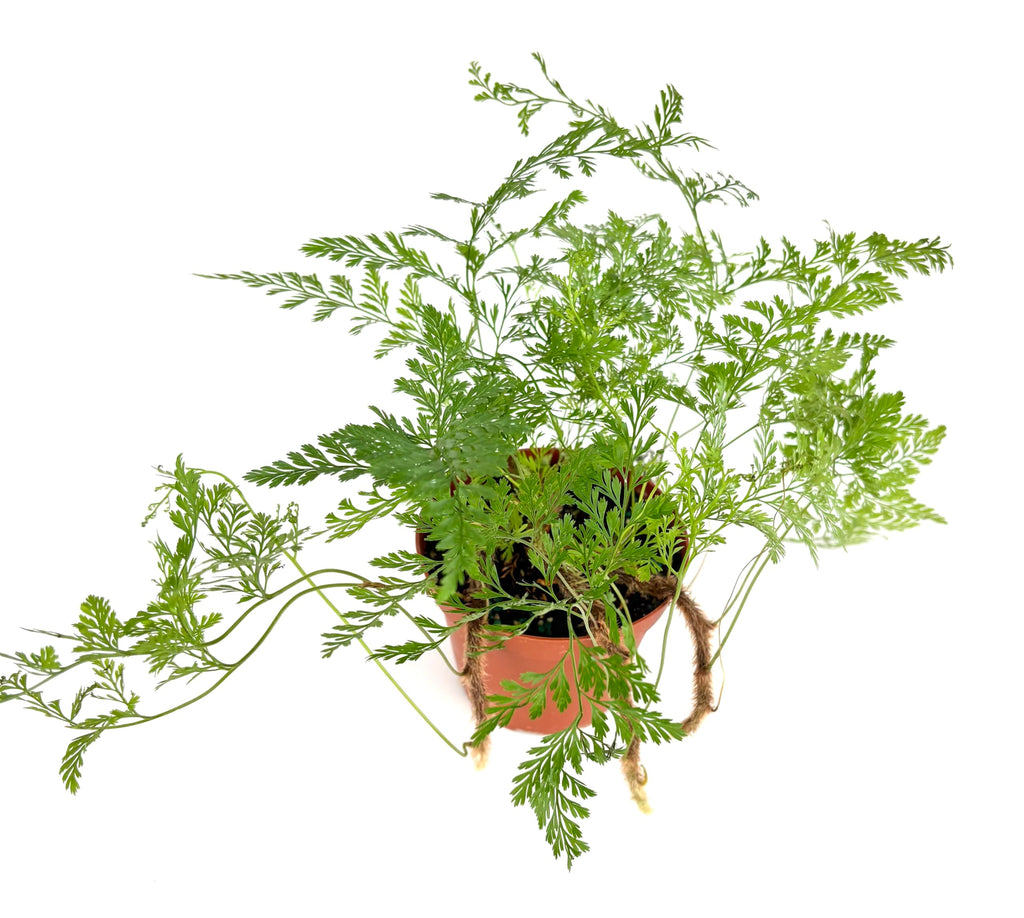 Potted rabbit foot fern plant with green leaves on a white background