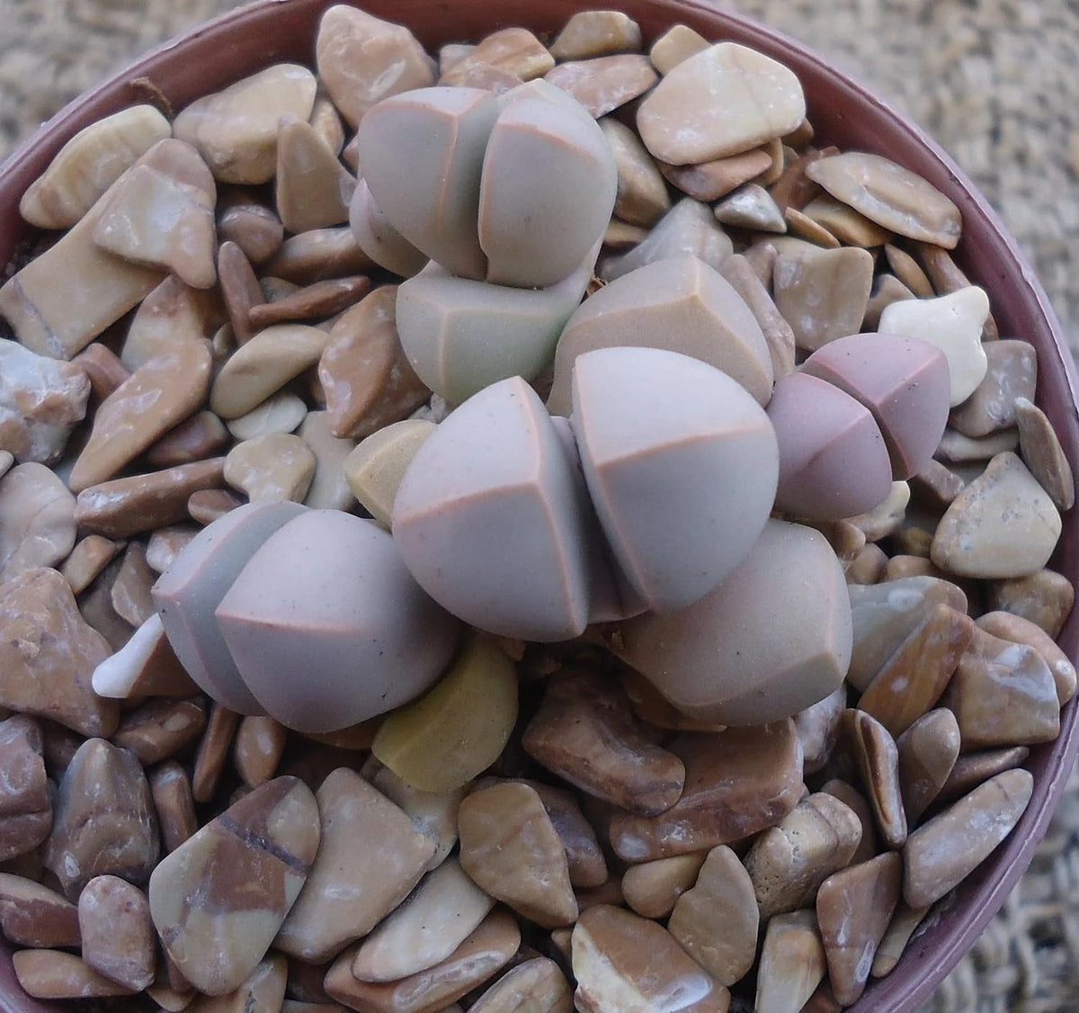 Karoo Split Rock Lapidaria margaretae  plant in a pot with decorative stones on a textured surface