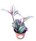 Tradescantia Nanouk plant with green, white, and pink striped leaves in a terracotta nursery pot
