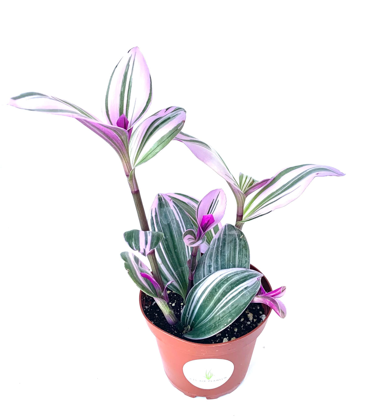 Tradescantia Nanouk plant with green, white, and pink striped leaves in a terracotta nursery pot
