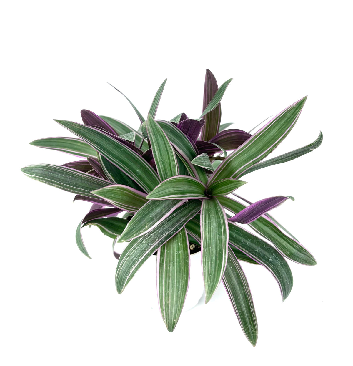 Tradescantia Spathacea Moses in Cradle Live Indoor Plant, 4 Inch Pot, Green Purple Variegated Leaves, Air Purifying Houseplant, Easy Care Ground Cover