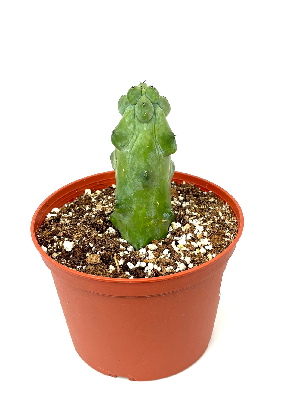 A boobie cactus in a terracotta-colored plastic nursery pot filled with soil and white perlite, isolated on a white background.