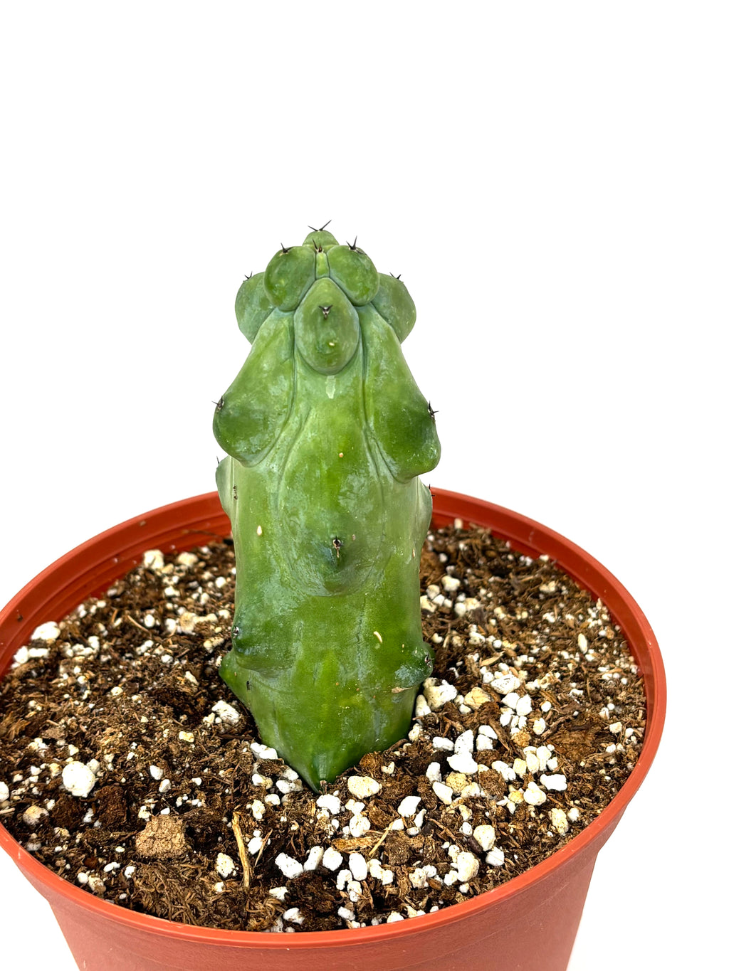 A green, uniquely shaped succulent cactus in a terracotta-colored plastic pot filled with soil and white perlite, isolated on a white background.