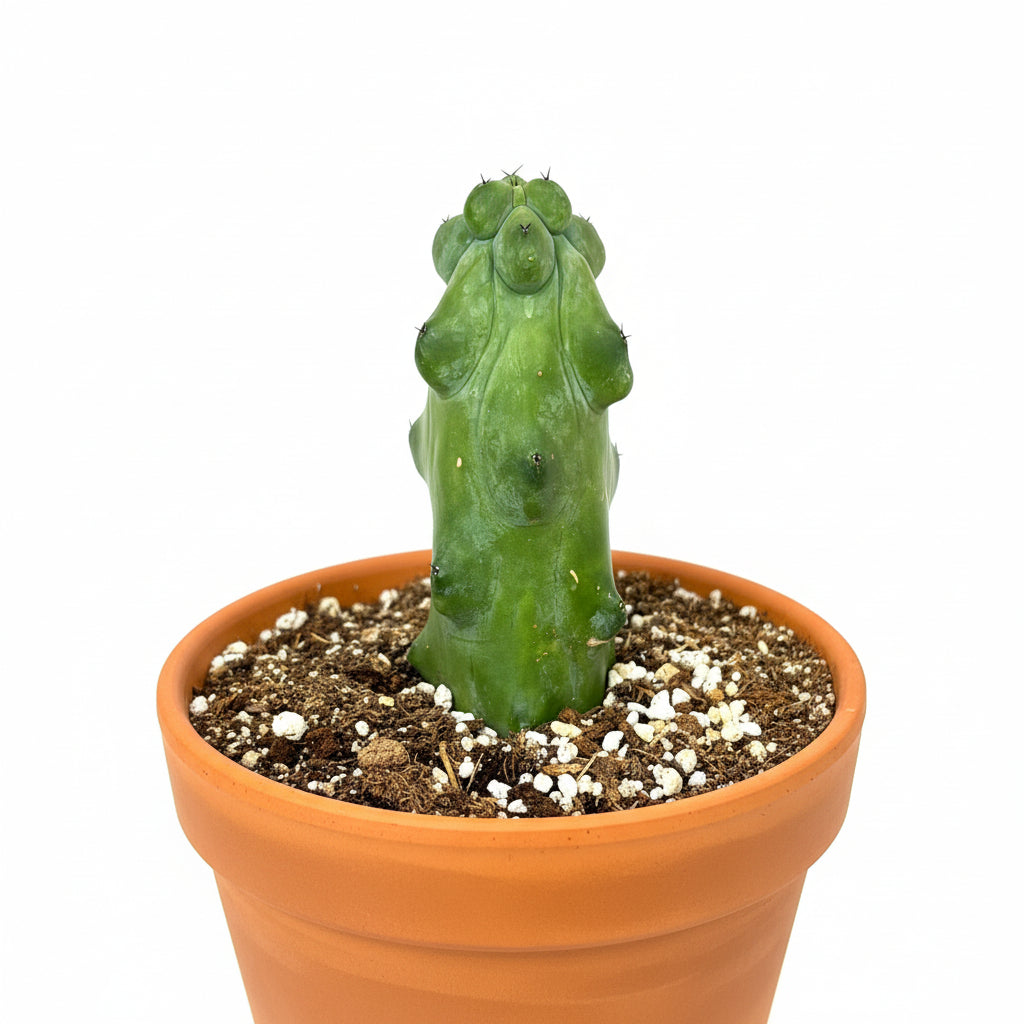 A green, uniquely shaped succulent cactus in a terracotta  pot filled with soil and white perlite, isolated on a white background.