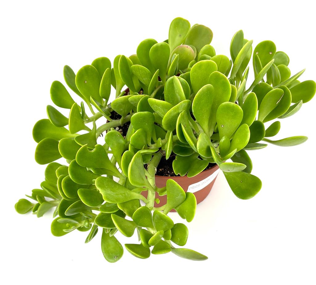 Purple Trailing Jade from above with dense green oval leaves and trailing stems in its nursery pot on white