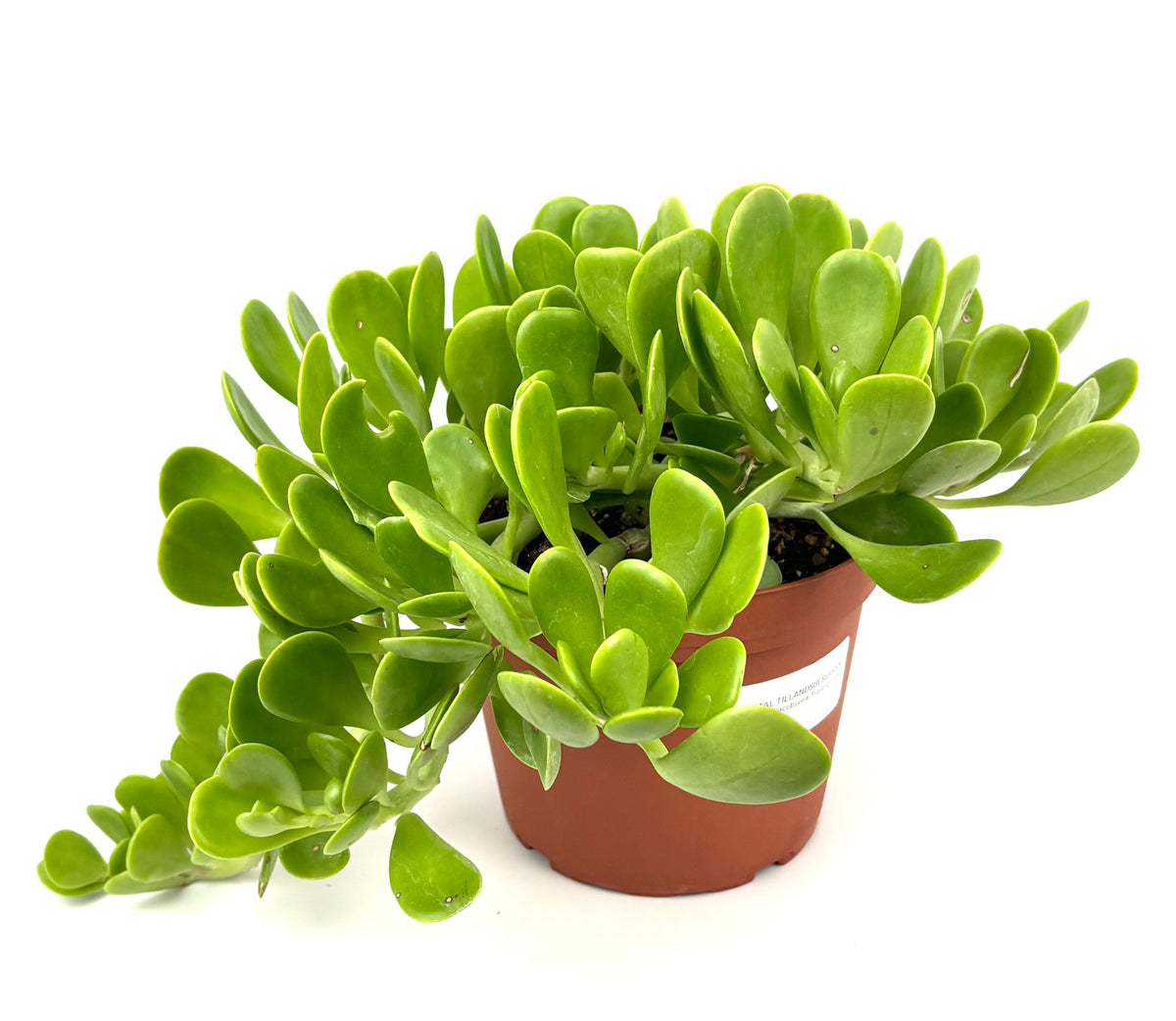 Purple Trailing Jade with fleshy green oval leaves and trailing stems in a reddish nursery pot on white