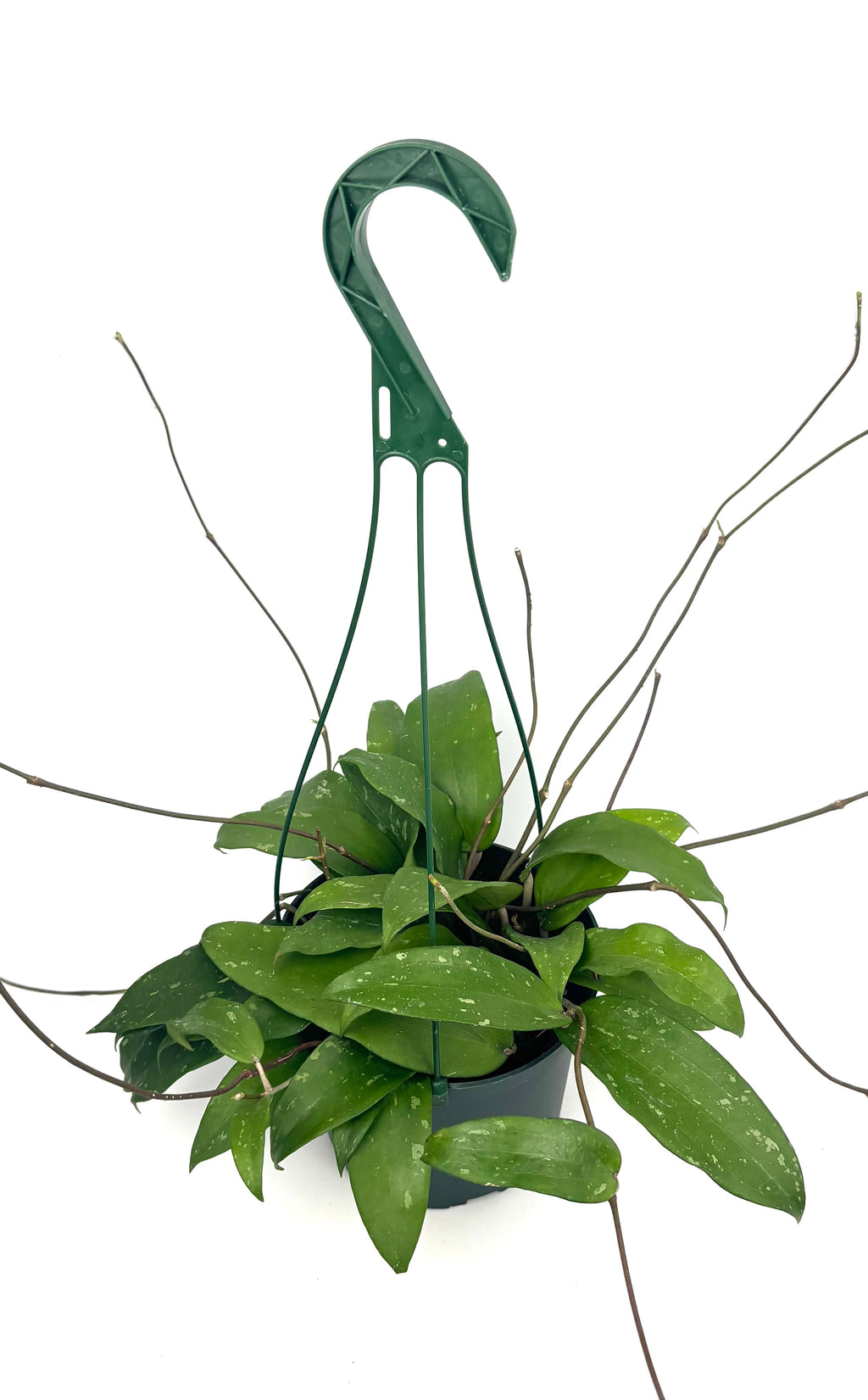 Full Hoya rigida wax plant in a hanging pot with long trailing vines and a curved hanger
