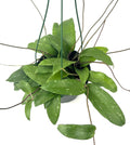 Close view of a trailing Hoya rigida wax plant with long green leaves and vines in a hanging pot
