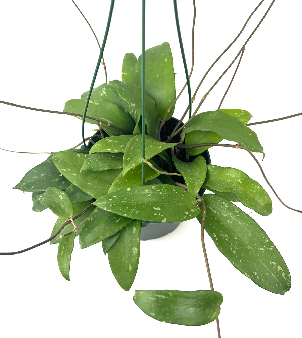 Close view of a trailing Hoya rigida wax plant with long green leaves and vines in a hanging pot
