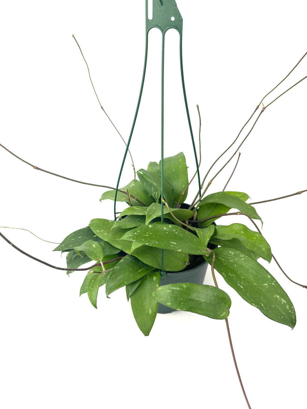 Image 2: Hoya rigida hanging plant shown with green foliage, long trailing vines, and a black hanger
