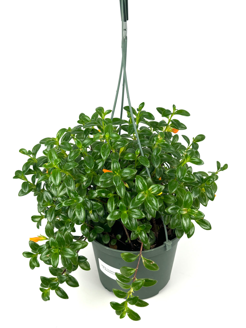 Top view of Nematanthus Candy Corn plant in bloom with flowers, 6-Inch Hanging Pot