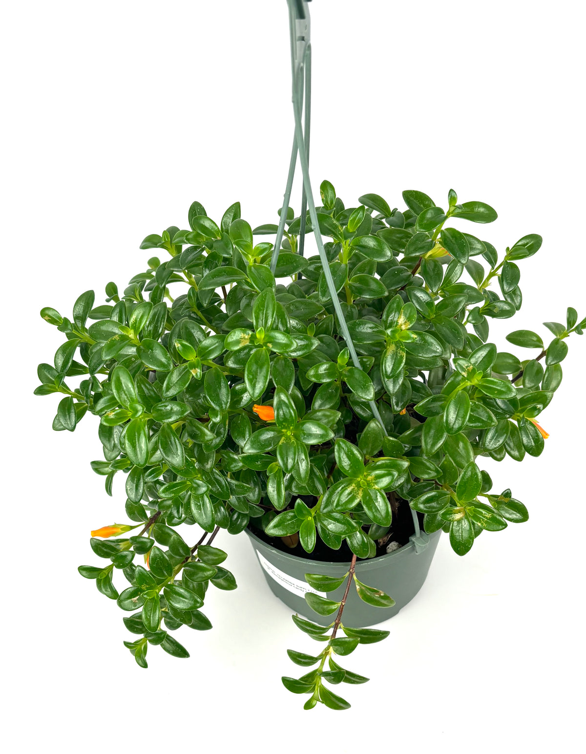 Nematanthus Candy Corn plant with orange flowers, 6-Inch Hanging Pot