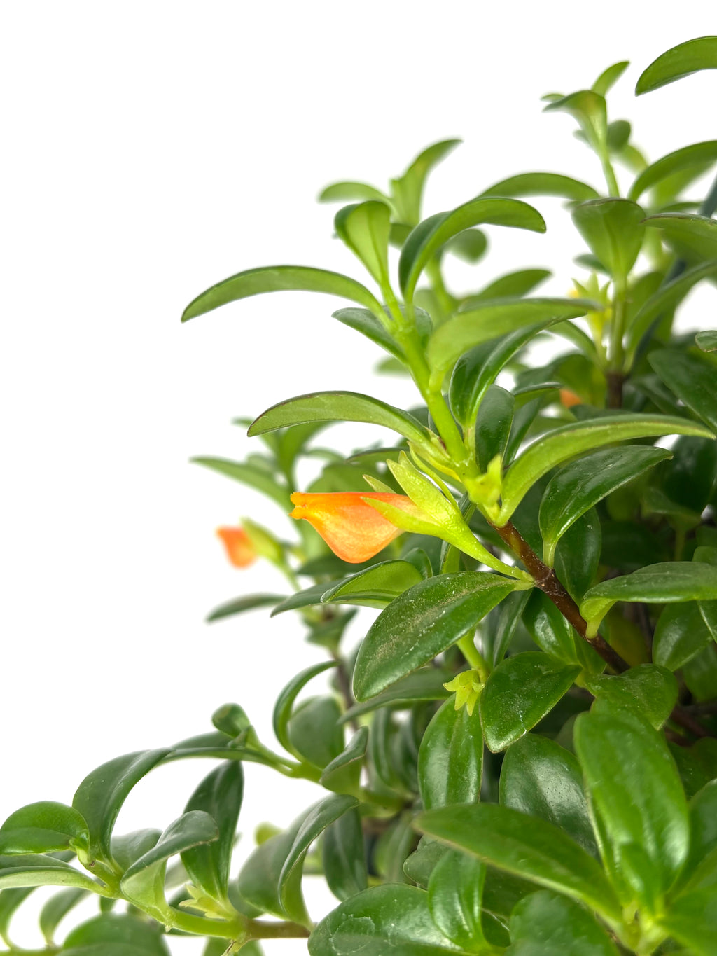 Close up of Nematanthus Candy Corn flower, 6-Inch Hanging Pot