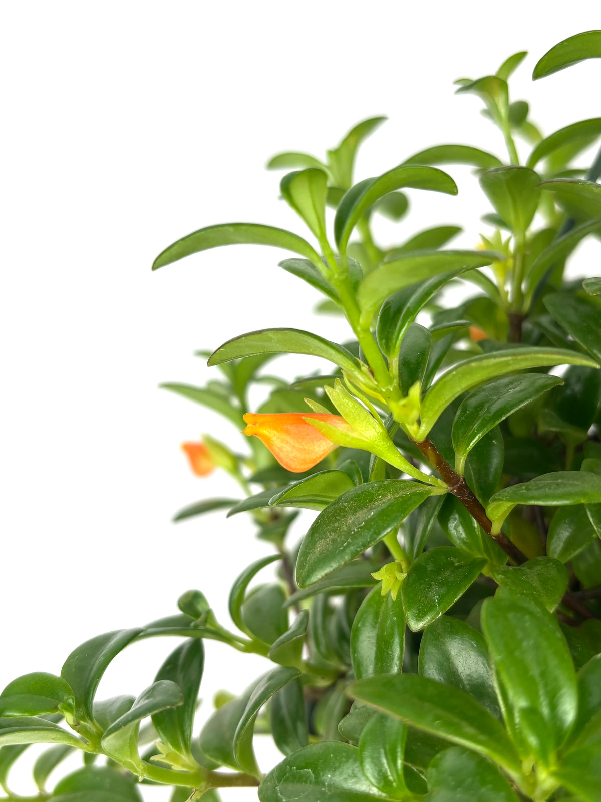 Close up of Nematanthus Candy Corn flower, 6-Inch Hanging Pot