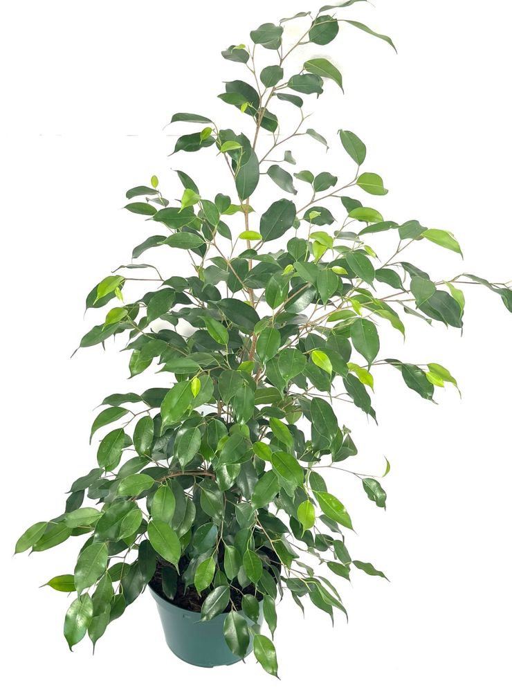 A potted Ficus benjamina houseplant with vibrant green leaves, shown in a dark green plastic pot against a solid white background.