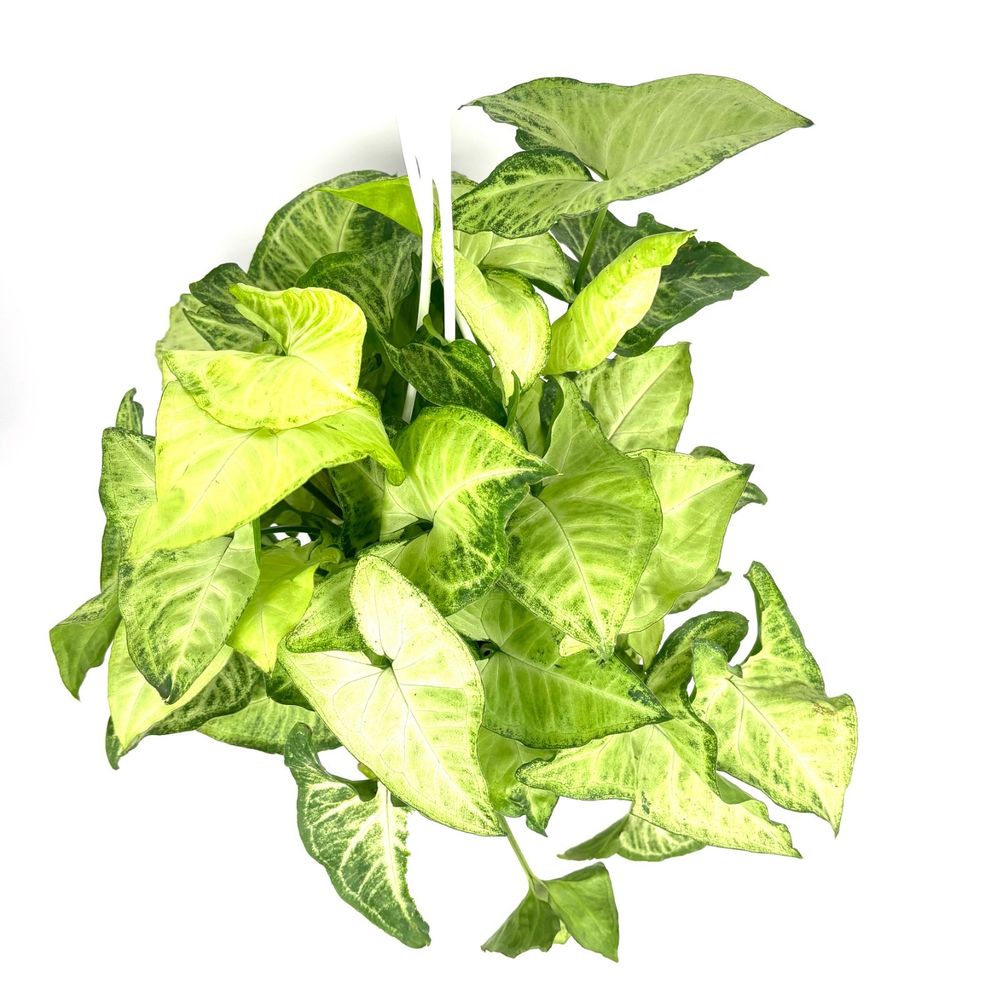 Full Syngonium White Butterfly plant with dense variegated foliage and trailing stems
